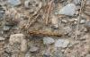Orthetrum brunneum